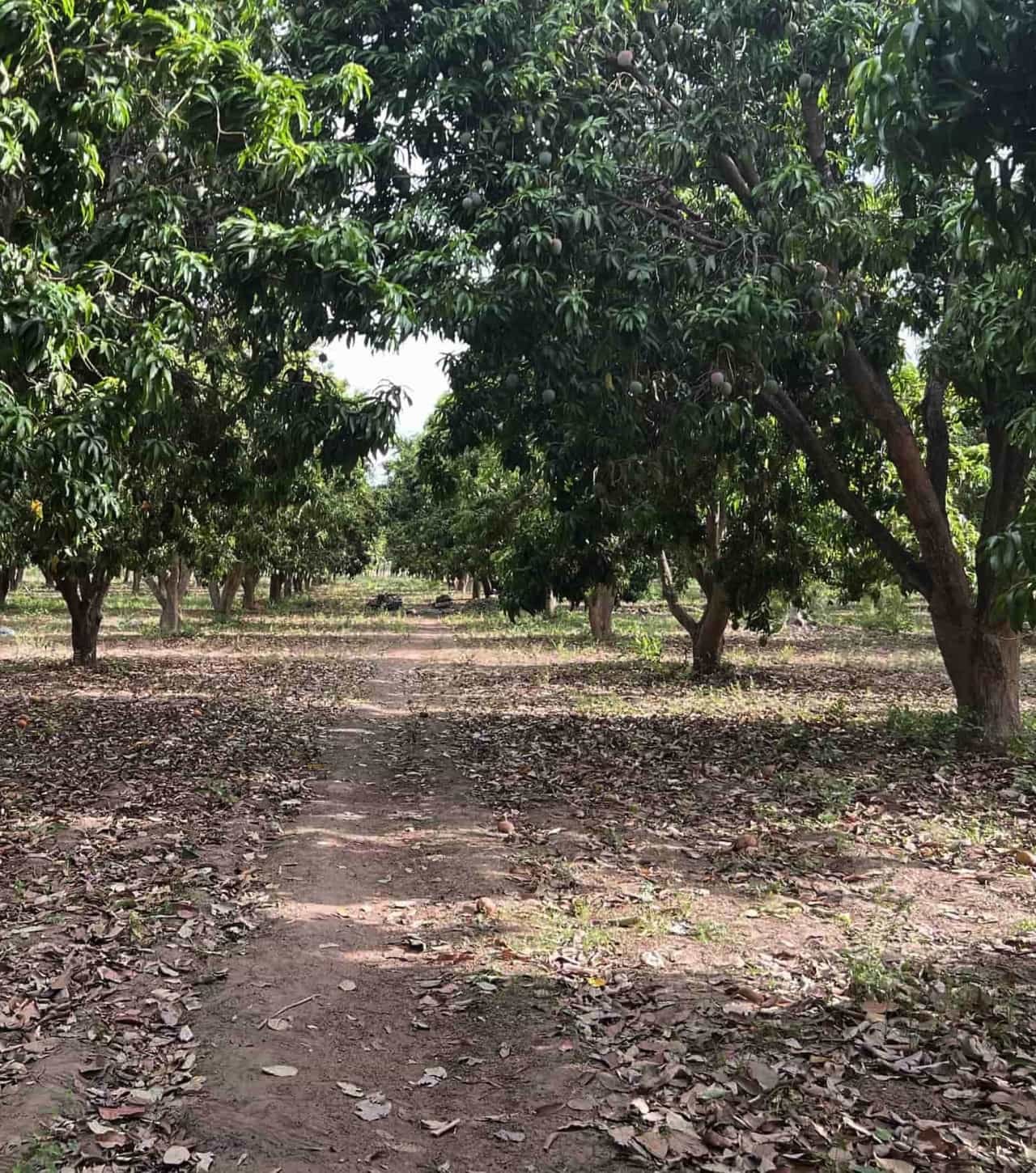 dinguiakassi-mango-fields-1450x-min